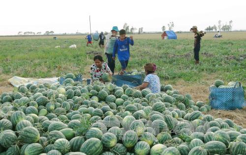 Dưa hấu 500đ/kg, người trồng, người buôn đều lỗ